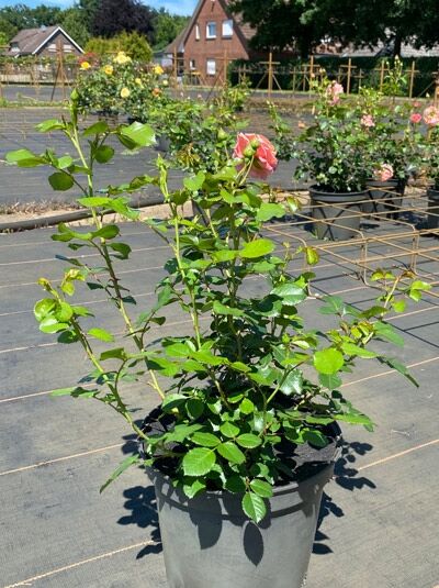 Kletterrose 'Peach Melba' ® / Kletterrose 'Peach Melba' ®