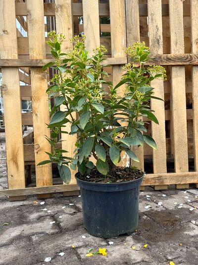 Viburnum tinus / Mittelmeer-Schneeball 25-30 cm C2, buschige Pflanze im schwarzen Baumschulcontainer mit grünen Blättern und Knospen