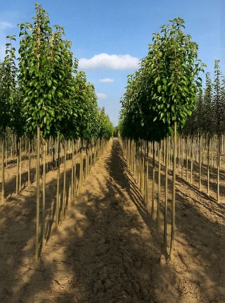 Pyrus communis 'Concorde' / Birne 'Concorde' Hochstamm 10-12 StU mit Drahtballen, Baumreihe mit grüner Krone im Feld