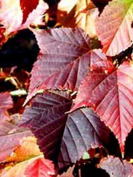 Rotstieliger Schlangenhaut-Ahorn / Acer capillipes