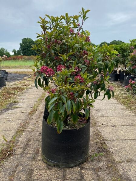 Kalmia latifolia 'Latchmin', Lorbeerrose/Berglorbeer 'Latchmin' 50–60 cm im Container mit rosa Blütenknospen, Solitärpflanze