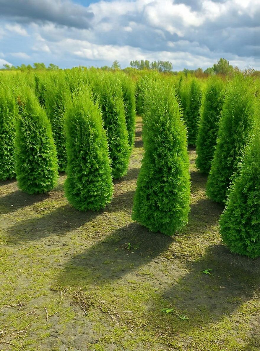 thuja smaragd 180-200 cm Thuja 