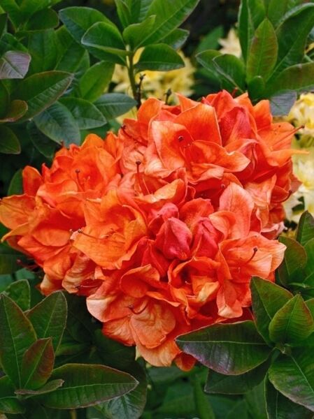 Laubabwerfende Azalee 'Goldköpfchen' / Laubabwerfende Azalee 'Goldköpfchen'