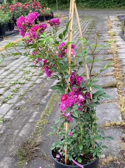 Rosa 'Manhattan Blue' / Beetrose 'Manhattan Blue' C5, Rosenpflanze im Topf mit violett-pinken Blüten und grünem Laub