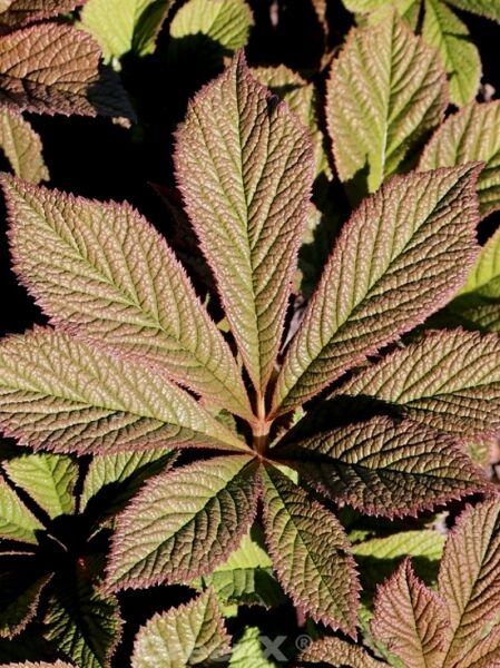 Schaublatt 'Hercules' / Schaublatt 'Hercules'