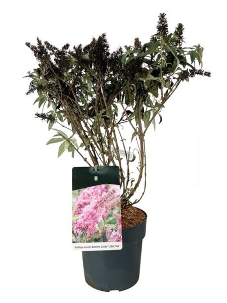 Zwerg-Sommerflieder 'Butterfly Candy ® 'Little Pink' / Buddleja davidii 'Butterfly Candy ® 'Little Pink'