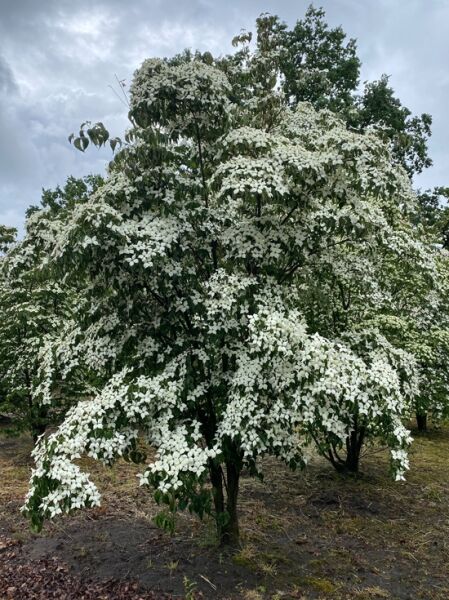 Chinesischer Blumen-Hartriegel / Cornus kousa var. chinensis 200-300 cm breit x 400-450 cm hoch 