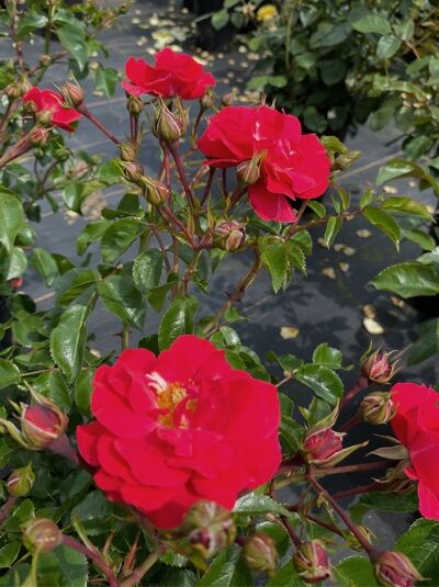 Rosa 'Heidefeuer'® (Bodendeckerrose 'Heidefeuer'®) mit leuchtend roten, halbgefüllten Blüten und Knospen am grünen Laub.