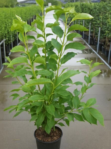 Magnolia soulangiana 'Heaven Scent' / Tulpen-Magnolie 'Heaven Scent', 125-150 cm, C25, mehrtriebige Pflanze im Topf mit grünen Blättern