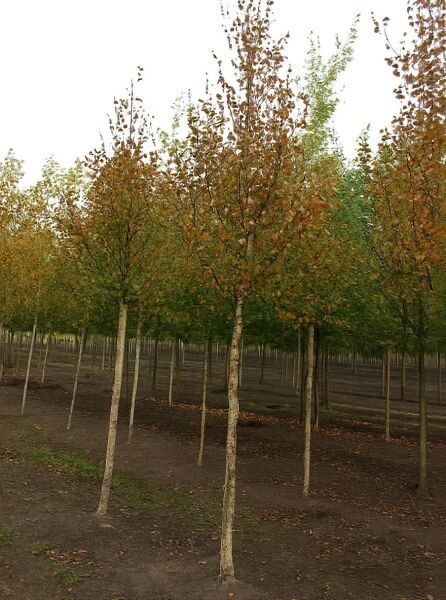 Gold-Birke 'Holland' / Ermans-Birke 'Holland' / Gold-Birke 'Holland' / Ermans-Birke 'Holland'