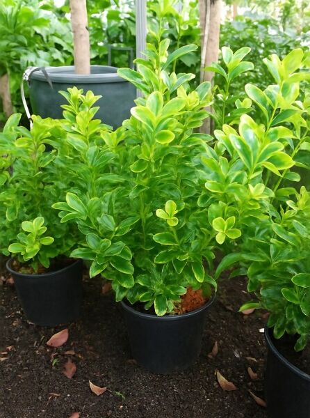 Japanischer Spindelstrauch 'Aureus' (Euonymus japonicus) 50-60 cm C5 im Topf, dicht verzweigt mit gelbgrünem Laub.