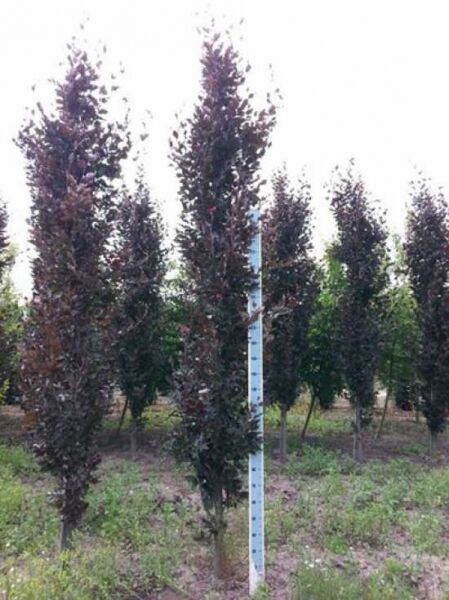 Rote Säulenbuche (Fagus sylvatica 'Rohan Obelisk') 250–300 cm mit Drahtballen, schlanker säulenförmiger Baum mit rotem Laub.