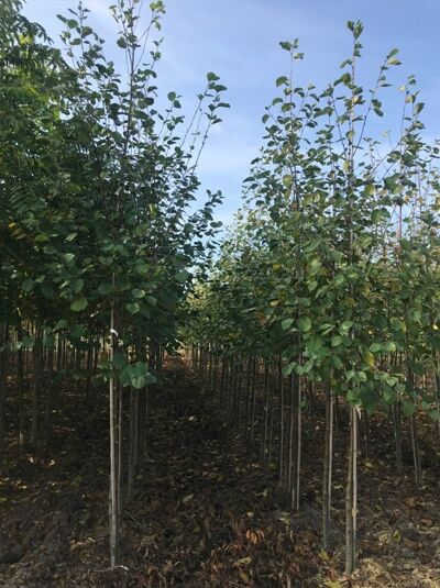 Alnus incana (Grau-Erle/Weiß-Erle) Hochstamm 8-10 StU m. B., junger Baum mit aufrechtem Stamm und grünem Laub.