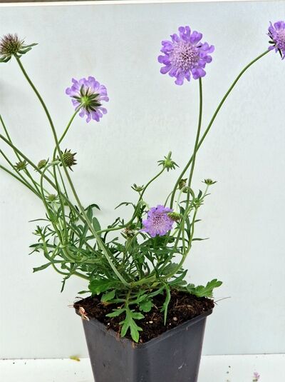 Scabiosa columbaria 'Butterfly Blue' / Tauben-Skabiose 'Butterfly Blue' P9, violette Blüten an langen Stielen im Topf