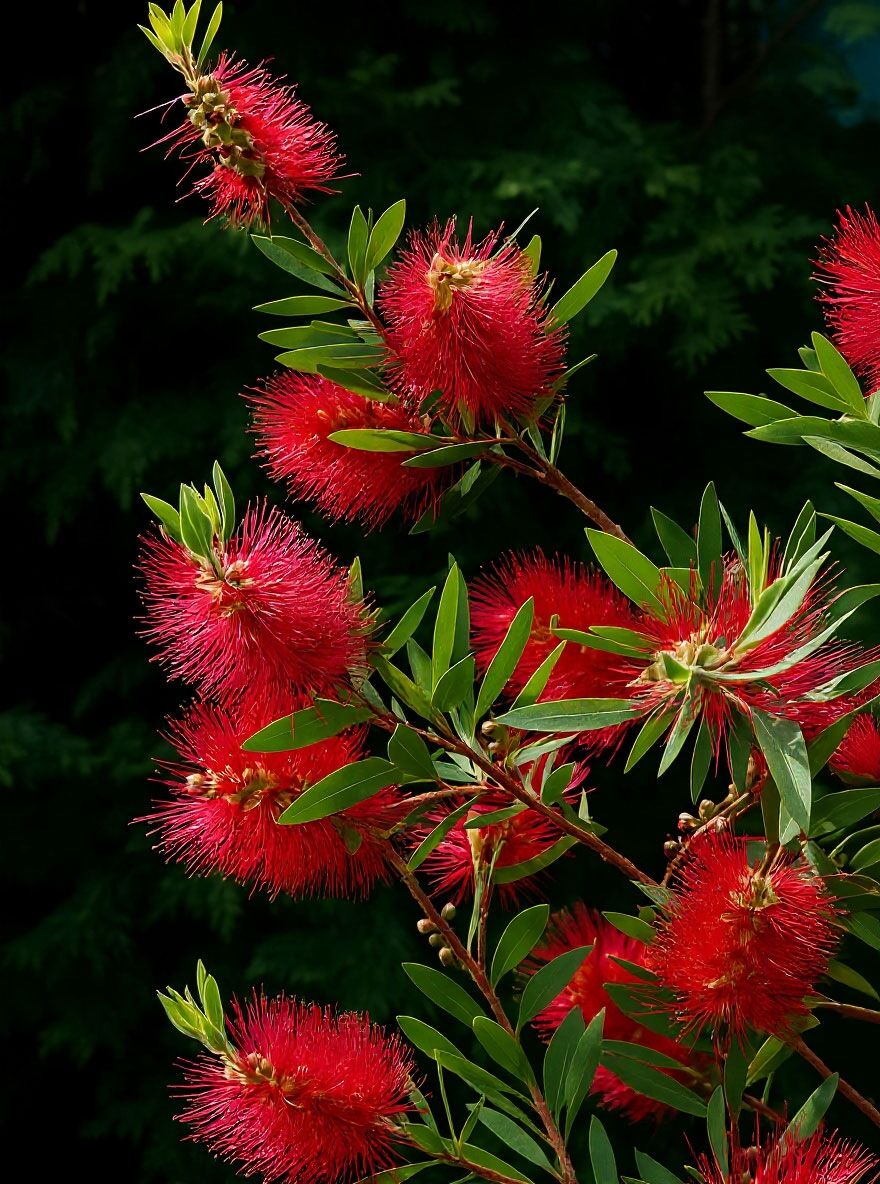 Zylinderputzer 'Captain Cook' - Callistemon viminalis 'Captain Cook'