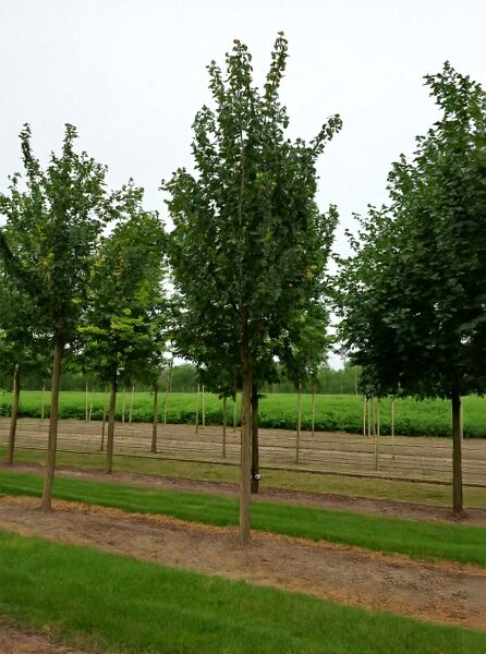 Feld-Ahorn (Acer campestre) 'Louisa Red Shine' Hochstamm 20–25 StU mit durchgehendem Stamm und grüner Krone auf Baumschulfläche