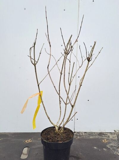 Weigelie 'Candida' (Weigela) 40-60 cm C3, laubfreier Strauch im Topf mit mehreren aufrechten Trieben und Etikettband