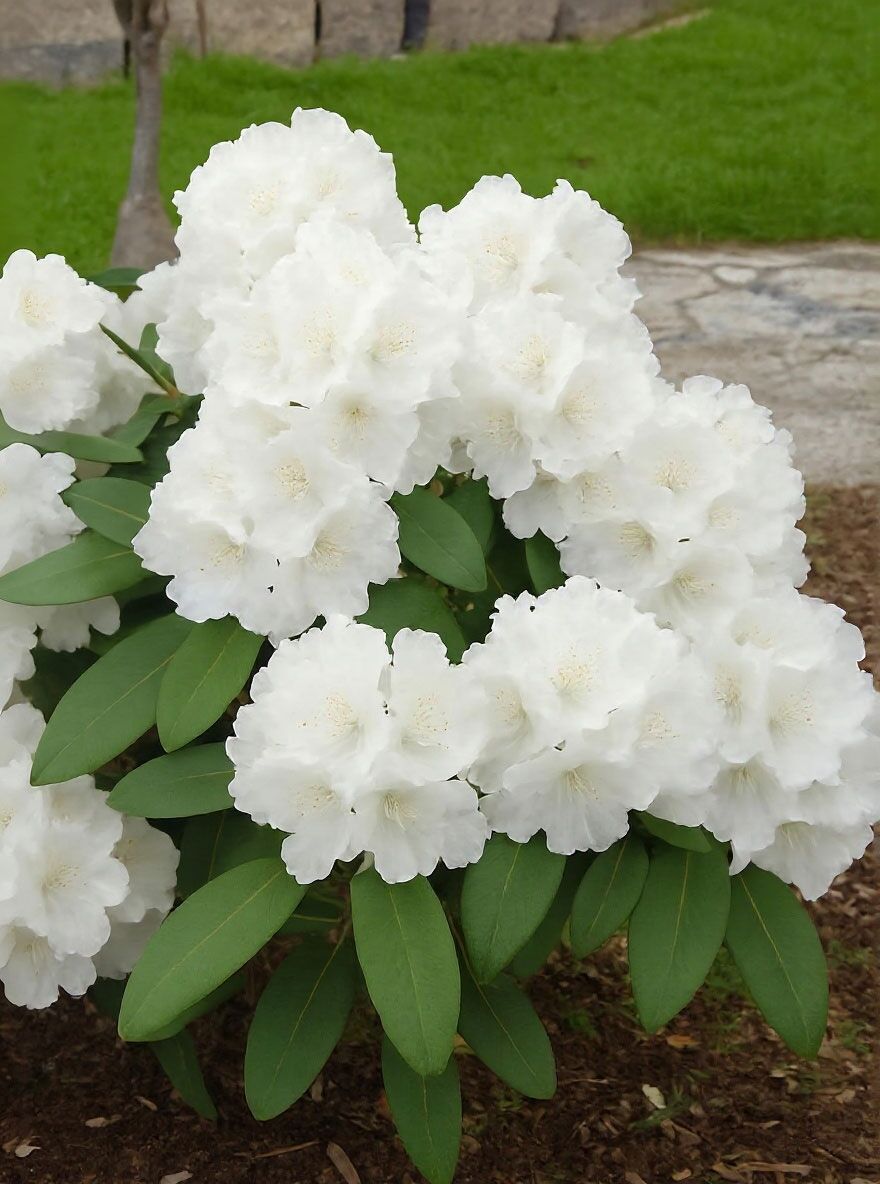 Rhododendron 'Schneekrone' - Rhododendron yakushimanum 'Schneekrone'