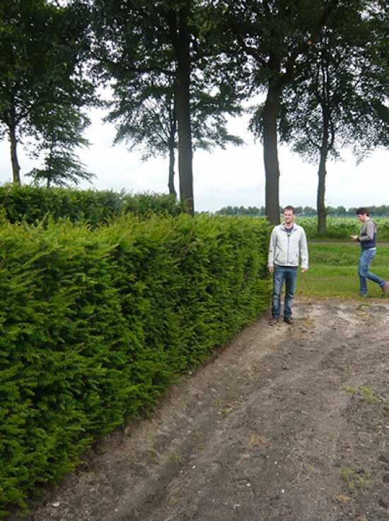 thuja 160-180 Thuja occidentalis 'Emerald' 160-180 CM RB