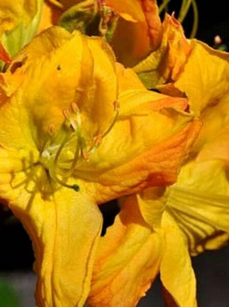 Azalea luteum 'Goldpracht' (Knap-Hill) / Laubabwerfende Azalee 'Goldpracht'