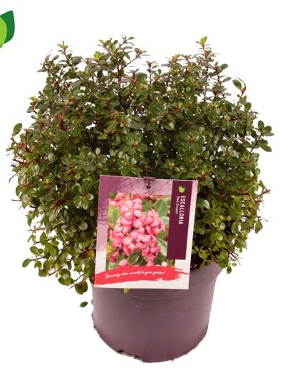 Andenstrauch 'Red Dream' / Escallonia 'Red Dream'