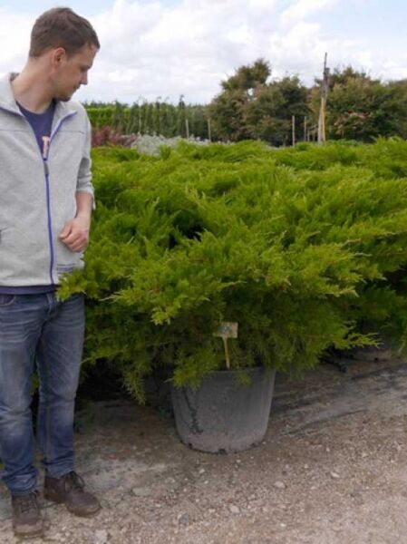 Grüner Pfitzer-Strauch-Wacholder 'Mint Julep' (Juniperus pfitzeriana 'Mint Julep'), 80–100 cm breit, im Container C50.