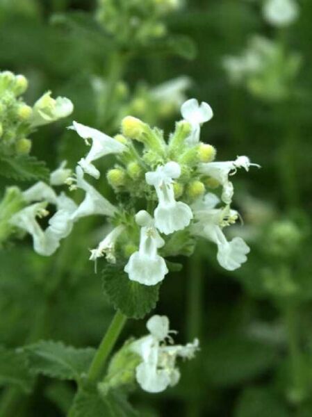 Katzenminze 'Snowflake' / Nepeta faassenii 'Snowflake'