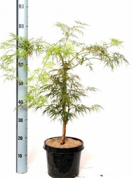 Acer palmatum 'Dissectum', Grüner Schlitz-Ahorn/Fächer-Ahorn 'Dissectum' 50-60 cm C7 im Topf mit fein geschlitzten grünen Blättern