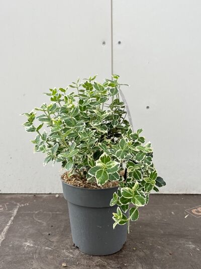 Weißbunte Kriechspindel 'Emerald Gaiety' - Euonymus fortunei 'Emerald Gaiety'