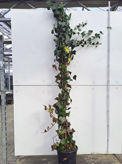 Nordafrikanisches Efeu (Hedera algeriensis) 175–200 cm C10, kletternde Pflanze im Topf mit langen Ranken und dunkelgrünen Blättern.