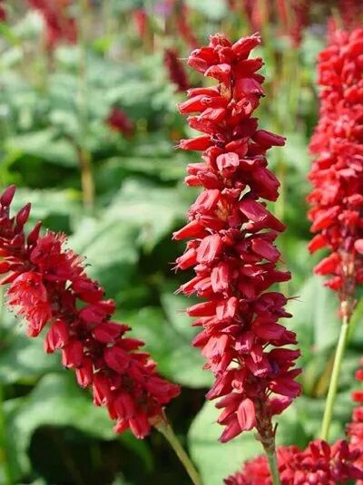 Kerzen-Knöterich / Bistorta amplexicaulis JS Caliente ®