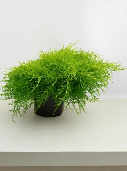 Juniperus media 'Old Gold' / Kriech-Wacholder 'Old Gold' im Topf, breit wachsend, 40–50 cm (breit), C10