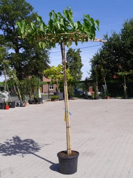 Morus nigra / Schwarzer Maulbeerbaum als Dachspalier (Dachform), Containerpflanze mit Stamm und waagerechten Leittrieben.