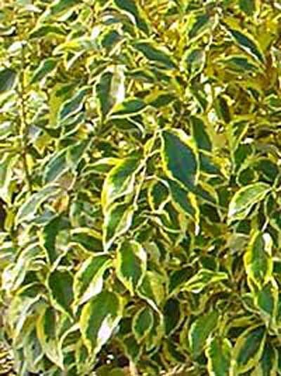 Elaeagnus ebbingei 'Gilt Edge' / Wintergrüne Ölweide 'Gilt Edge'