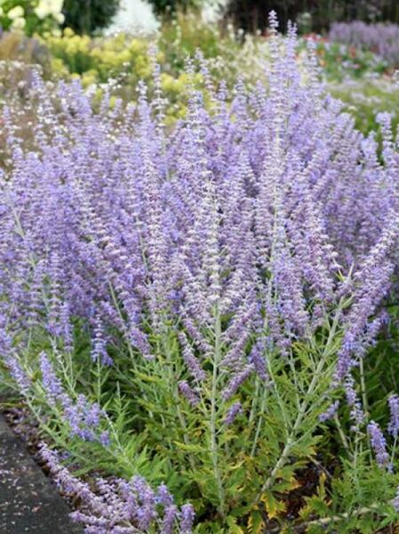 Perovskia atriplicifolia 'Little Spire ®' / Blauraute