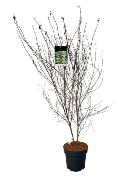 Liebesperlenstrauch 'Issai' / Callicarpa dichotoma 'Issai'