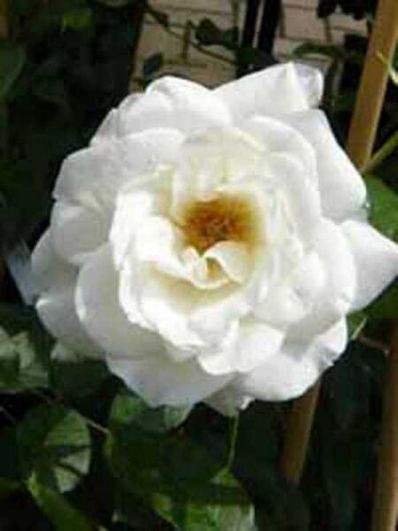 Rosa 'Schneewittchen ®' / Strauchrose 'Schneewittchen'