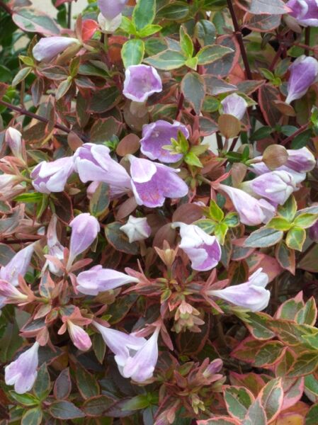 Großblumige Abelie &#039;Magic Daydream&#039; / Abelia grandiflora &#039;Magic Daydream&#039;