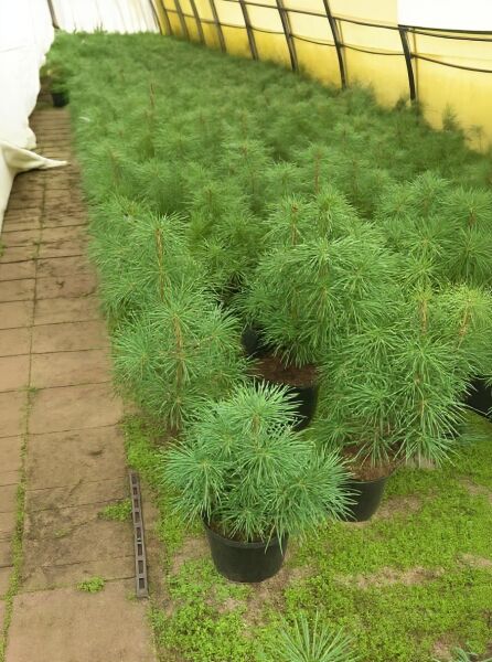 Sciadopitys verticillata (Schirm-Tanne) im Topf, kräftig grüne, schirmförmig angeordnete Nadeln, Größe 50–60 cm, C20.