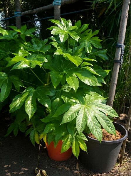 Fatsia japonica (Zimmeraralie) 80–100 cm C25 im Topf, glänzende, handförmig gelappte grüne Blätter.