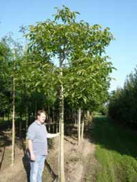 Gewöhnliche Rosskastanie / Aesculus hippocastanum