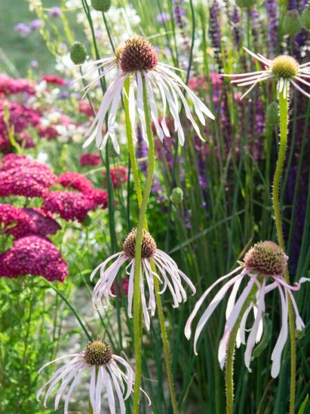 Bleicher Schein-Sonnenhut &#039;Hula Dancer&#039; / Echinacea pallida &#039;Hula Dancer&#039;