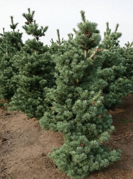 Pinus parviflora „Tempelhof“ / Mädchen-Kiefer „Tempelhof“, 175–200 cm, mehrstämmig, mit silbriggrünen Nadeln