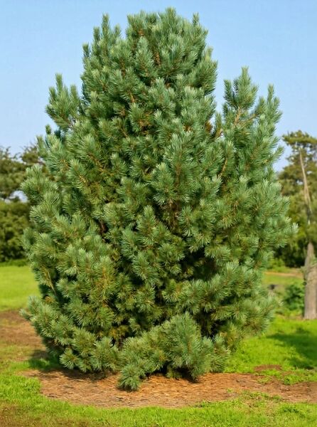 Pinus cembra 'Glauca' / Blaue Zirbel-Kiefer, kompakt wachsender Nadelbaum mit blaugrünen Nadeln im Freiland.