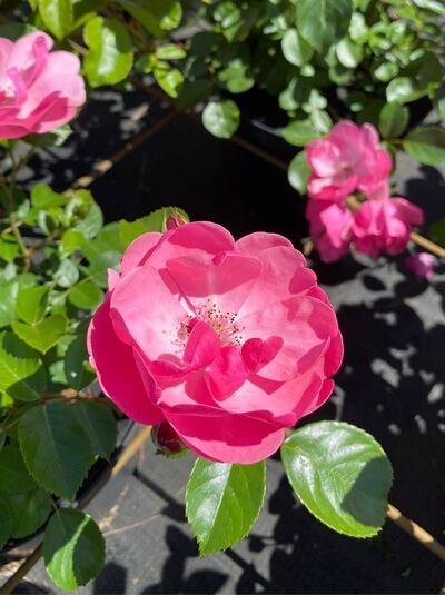 Rosa 'Angela' / Strauchrose 'Angela' mit pinkfarbener, halbgefüllter Blüte und glänzend grünen Blättern in Nahaufnahme.