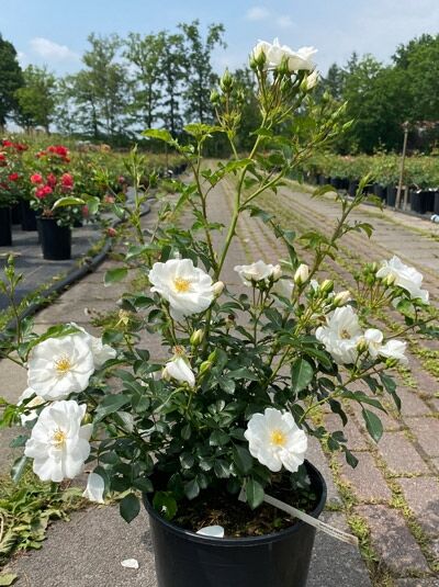 Rosa 'Innocencia' / Bodendeckerrose 'Innocencia' A-Qualität C5 im Topf mit weißen Blüten und dunkelgrünem Laub