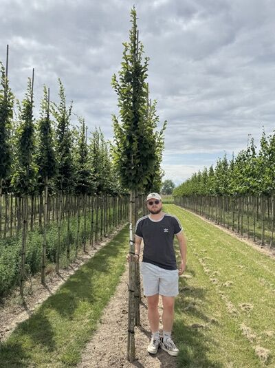 Hainbuche 'A. Beeckman' / Hainbuche 'A. Beeckman'