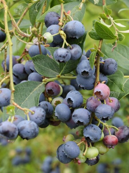 Heidelbeere 'Reka'  / Vaccinium corymbosum 'Reka'