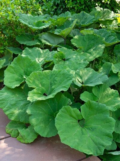 Gewöhnlicher Pestwurz / Petasites hybridus