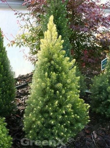 Zwerg-Zuckerhut-Fichte 'Daisy's White' / Picea glauca 'Daisy's White'